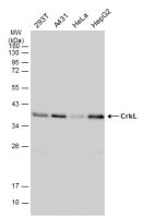 CrkL antibody [GT466]