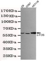 c-Fos antibody [7D6-A9-D4]