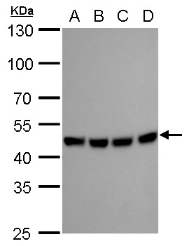 MEK1 + MEK2 antibody [GT1721]