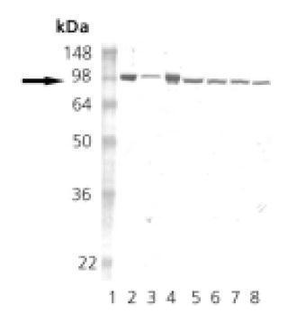 Hsp90 antibody [16F1]