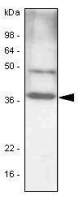 C/EBP beta antibody [47A1]