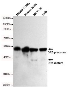 DR5 antibody [7F4-F8-G11]