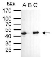 Oct4 antibody [GT735]