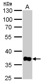 GAPDH antibody [GT239]