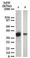 SETD7 antibody