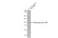 Chikungunya virus nsP2 antibody