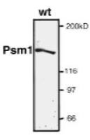 Psm1 (S. pombe) antibody