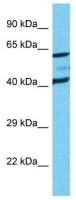 SLC19A1 antibody