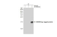 DDDDK tag antibody [GT1216]