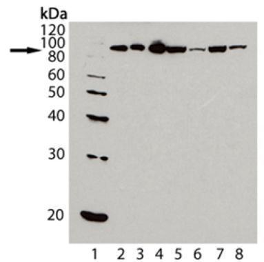 Hsp90 antibody [AC88]