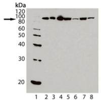 Hsp90 antibody [AC88]