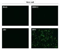 Zika virus NS1 protein antibody [GT281]