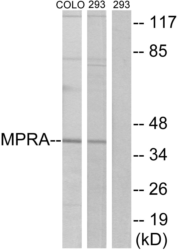 MPRA antibody