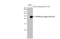 ASFV p54 antibody [HL1219]