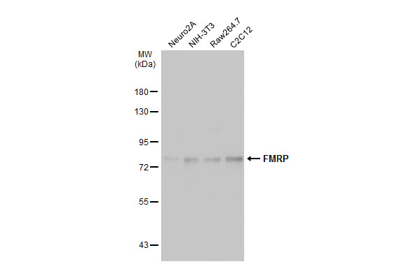 FMRP antibody