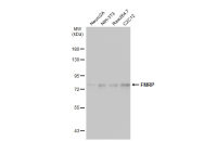 FMRP antibody