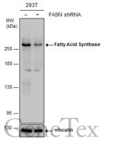 Fatty Acid Synthase antibody [GT325]