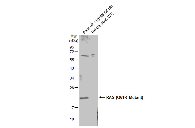 RAS (Q61R Mutant) antibody
