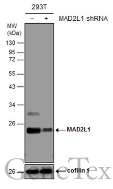 MAD2L1 antibody [GT1761]