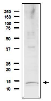 Rfa3 / Rpa3 (S. cerevisiae) antibody