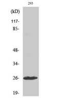 C1r (cleaved Ile464) antibody