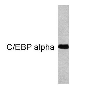 C/EBP alpha antibody [15C8]