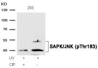JNK (phospho Thr183) antibody