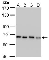Nucleoporin p62 antibody [GT252]
