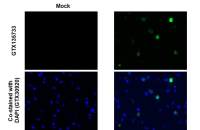 SARS-CoV-2 (COVID-19) nsp10 antibody