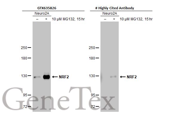 NRF2 antibody [HL1021]