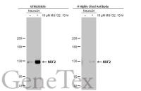 NRF2 antibody [HL1021]