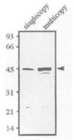 Sds23 (S. pombe) antibody