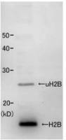 Histone H2B (S. pombe) antibody