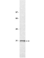 14-3-3 sigma antibody [1.T.28]