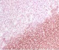 BCAP31 antibody [CC-4]