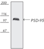 PSD95 antibody [7E3-1B8]