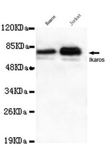Ikaros antibody [1A12-F2-D8]