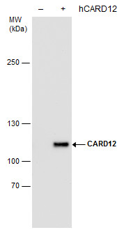 CARD12 antibody [GT1387]