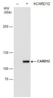 CARD12 antibody [GT1387]