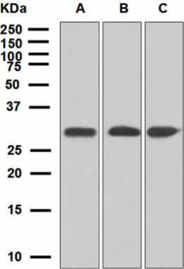 ING4 antibody [EP3804]