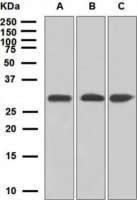 ING4 antibody [EP3804]