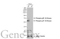 p70 S6K (phospho Thr421/Ser424) antibody [HL129]