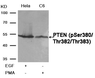 PTEN (phospho Ser380/Thr382/Thr383) antibody