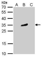 GFP antibody [GT859] (HRP)