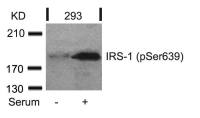 IRS1 (phospho Ser639) antibody