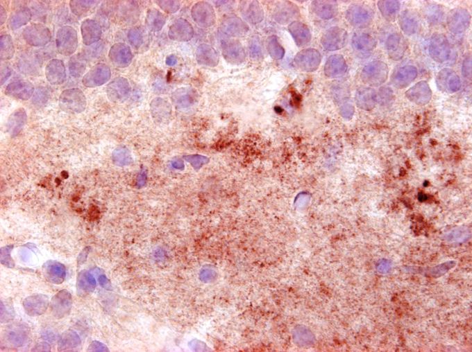 Neuropeptide Y antibody [8]