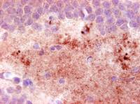 Neuropeptide Y antibody [8]