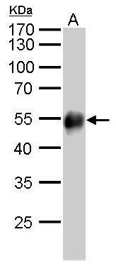 Mouse Anti-Rabbit IgG (Heavy chain) antibody [GT881] (HRP)