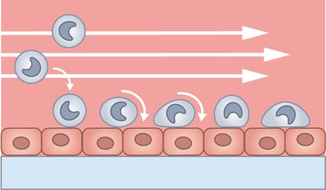 单层的 lps 刺激脑血管内皮细胞( cvec )以1 dyn