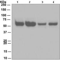 Caspase 8 antibody [EPR162]